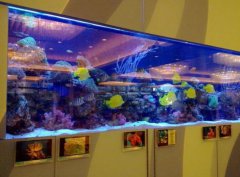 亞克力魚(yú)缸怎樣裝飾比較好看